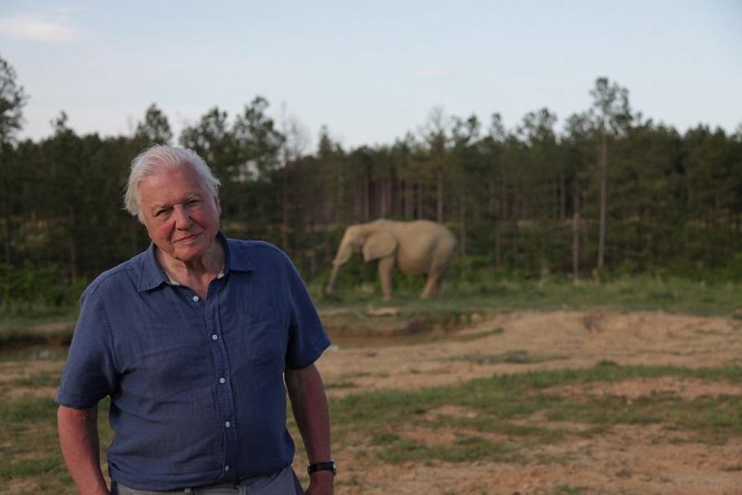 David Attenborough: Slon jménem Jumbo