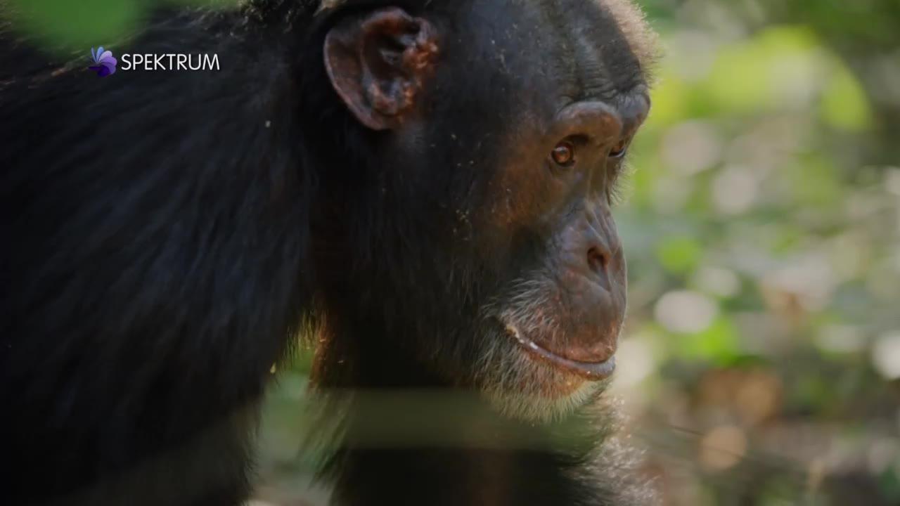 David Attenborough: Zvířecí dynastie