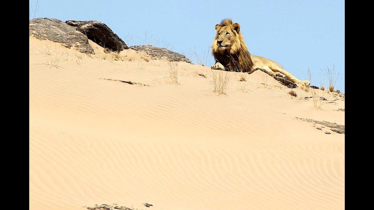 Vanishing Kings - Lions of the Namib