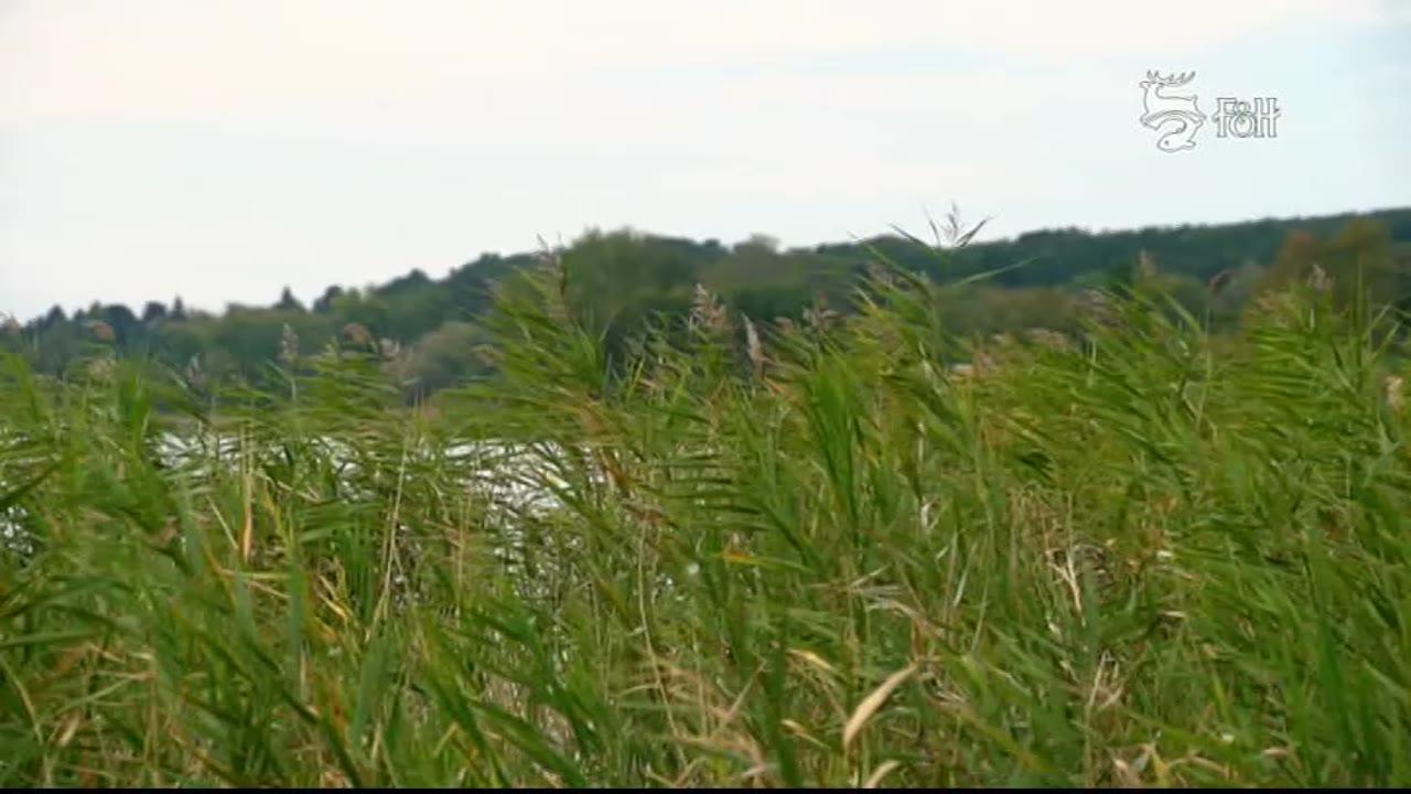 Dva kamarádi na Balatonu