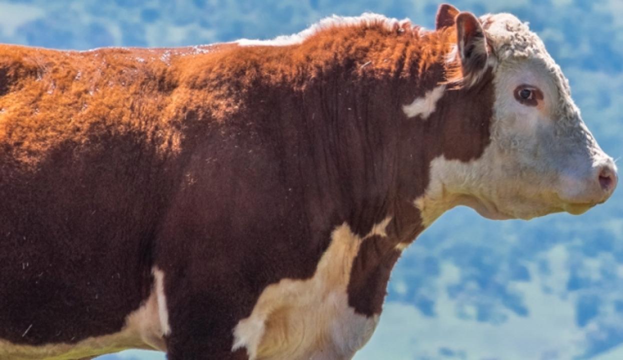 Meuh ! L’épopée des cornes