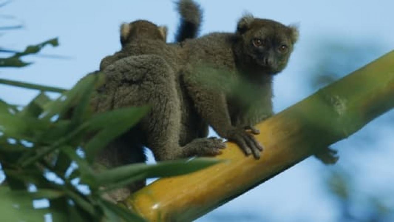 Madagaskar: Africké Galapágy