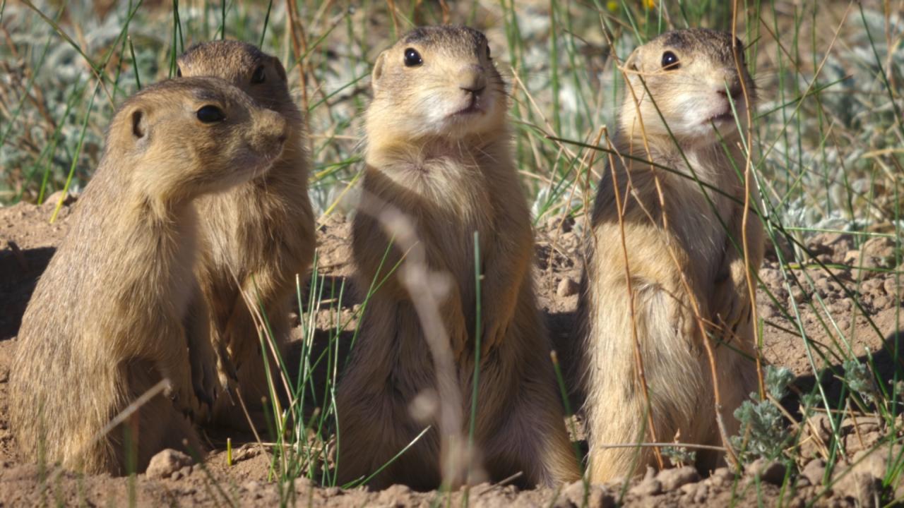 Prairie Dog Manor