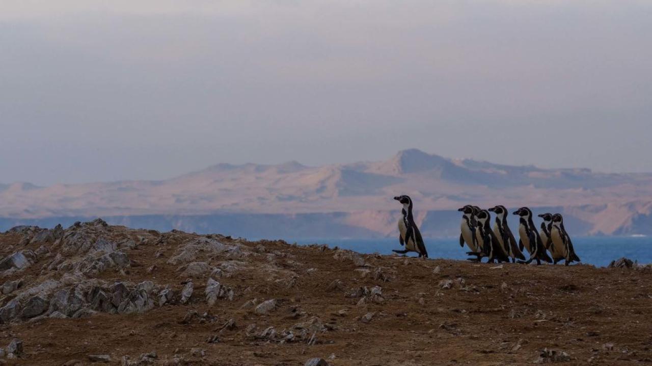 Divoké Peru: Boj o přežití