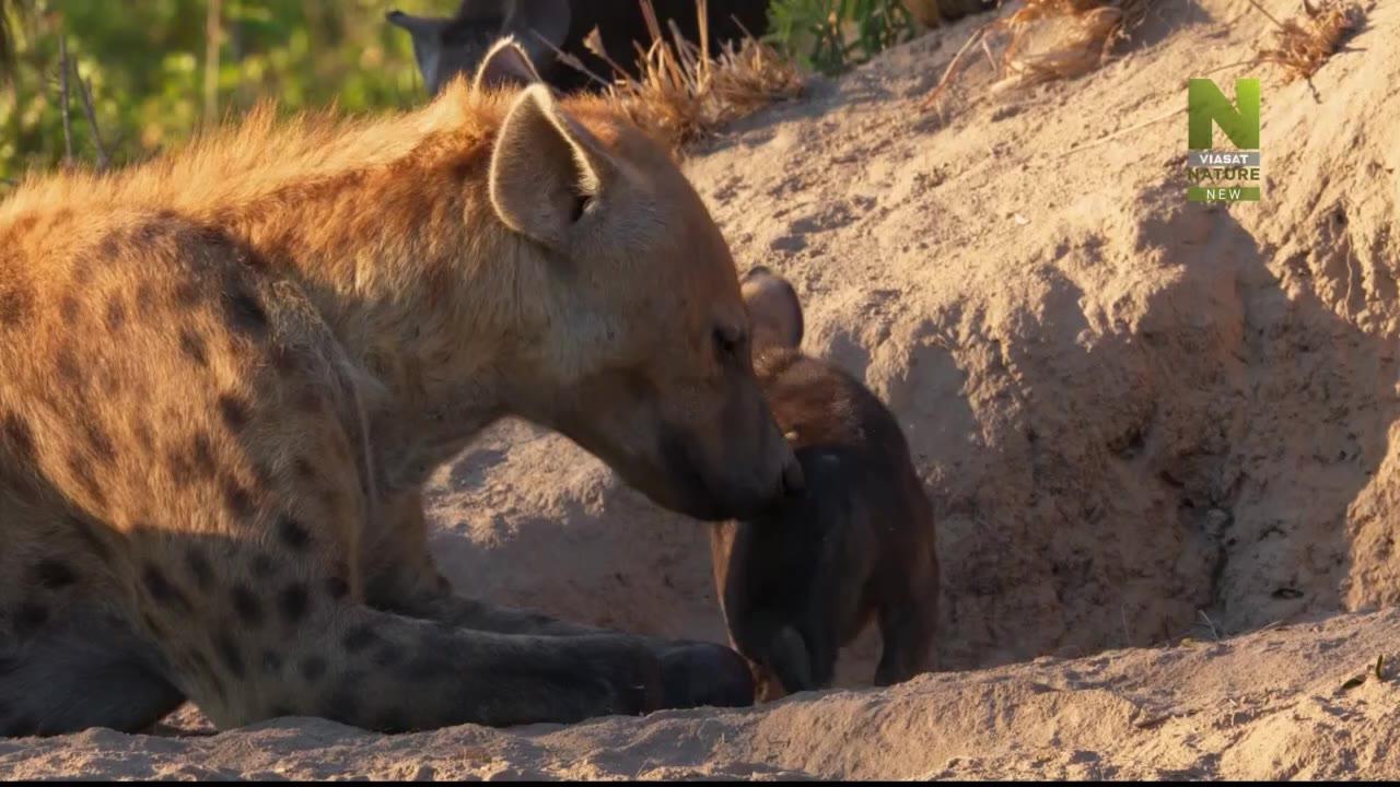 Velkolepá Afrika