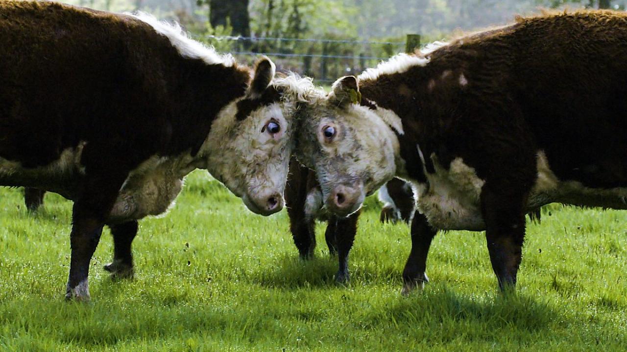 Tajný život na farmě