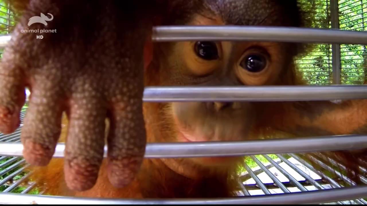 Setkání s orangutany