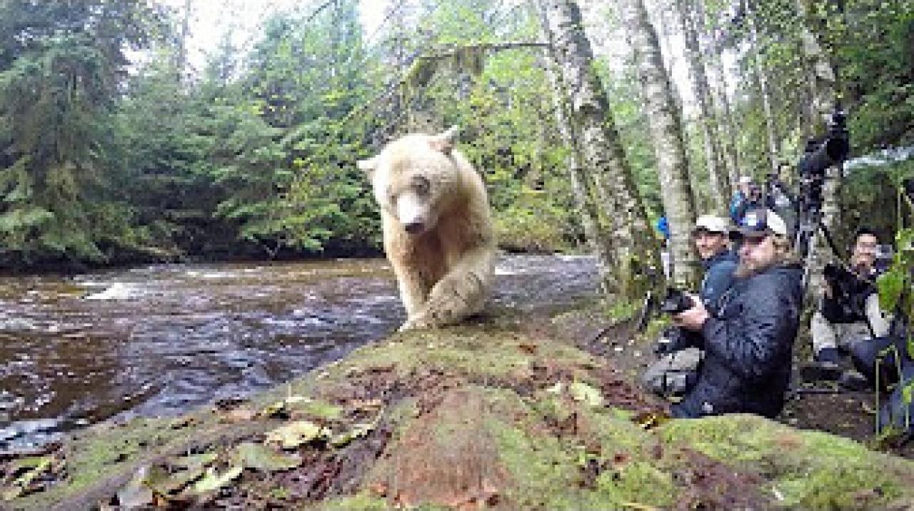 Medvědům grizzly tváří v tvář