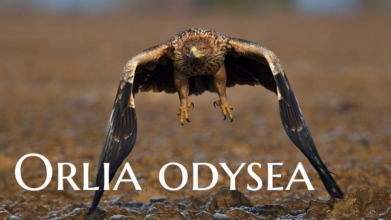 Orlia odysea