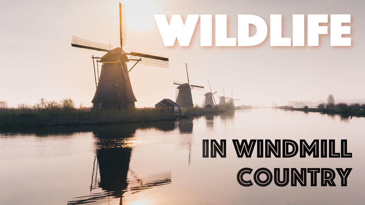 Wildlife in Windmill Country