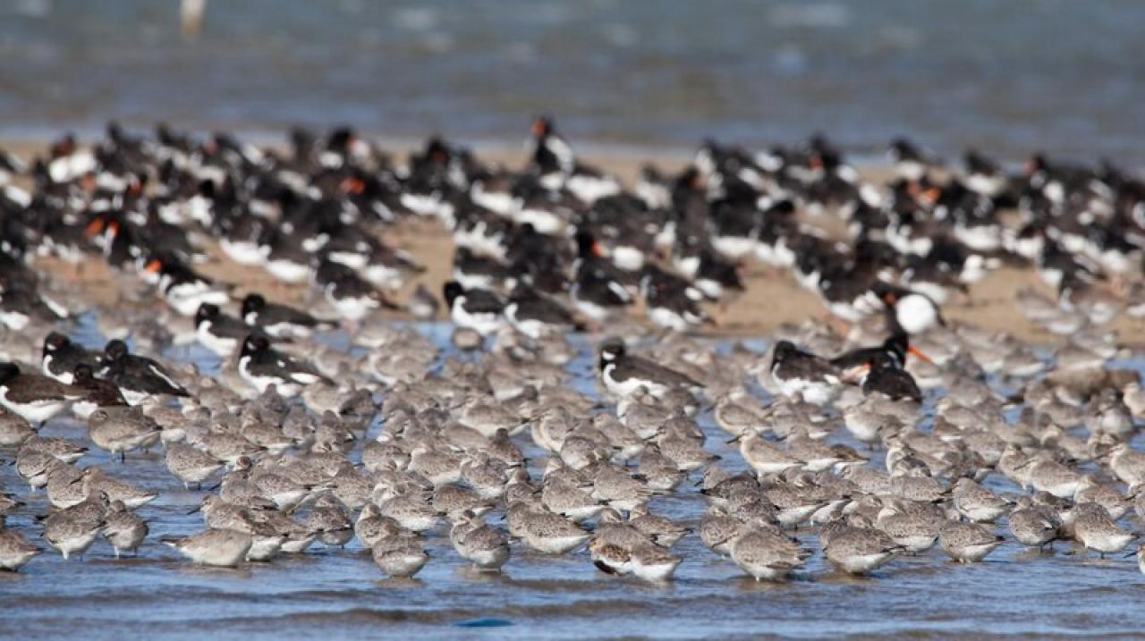 Die Nordfriesischen Inseln - Im Griff der Naturgewalten