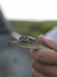 Monster Croc Invasion