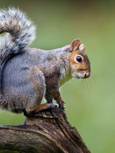 Petits animaux sauvages, Les