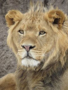 Vanishing Kings - Lions of the Namib