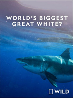 World's Biggest Great White?